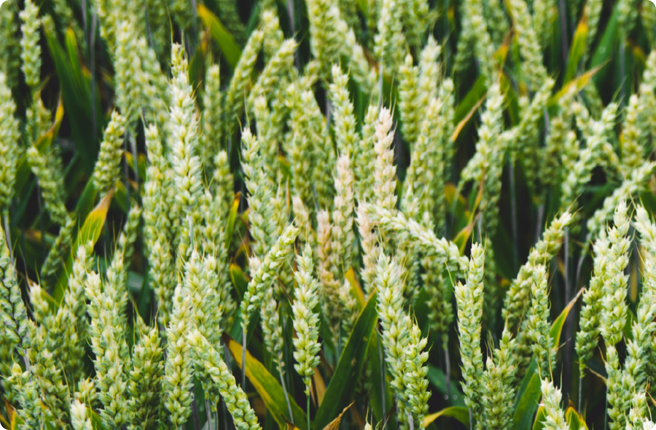 Agri-footprint Database